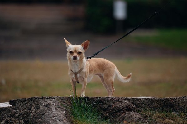 Découvrez comment l'acupression révolutionne le soulagement des douleurs dorsales chroniques